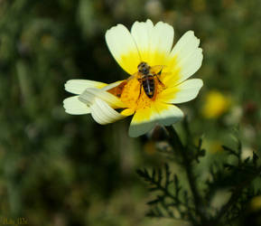 Glebionis Coronaria by AdaEtahCinatas