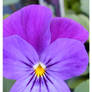 Pansy 1