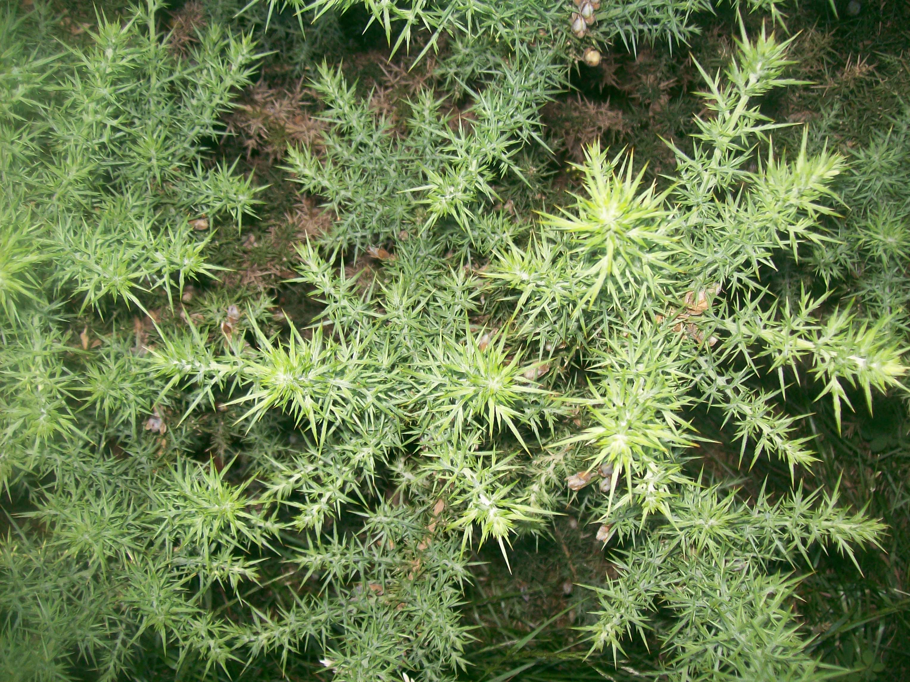 prickle bush