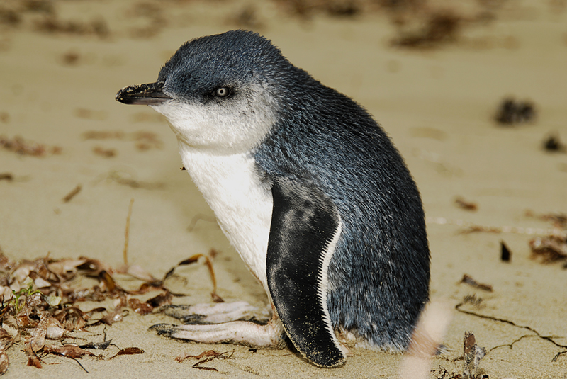 Fairy Penguin By Dowden On Deviantart Fairy Penguin By Dowden On Deviantart