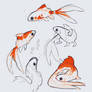 Comet Goldfish Dragon Sketches