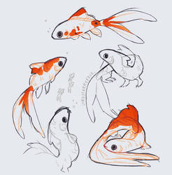 Comet Goldfish Dragon Sketches