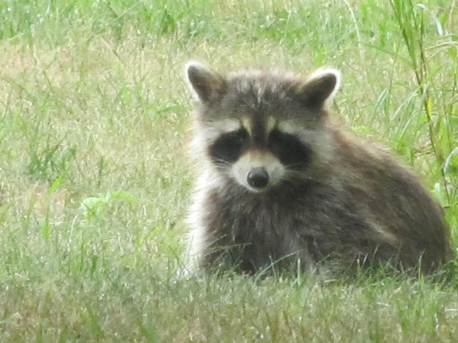 Baby Raccoon by angelic-penguin on DeviantArt