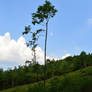 A tree on a glade