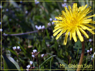 Mr. Golden Sun