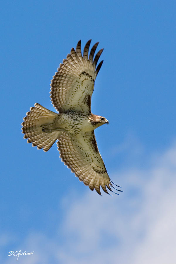 Hawk in flight II