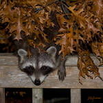 Raccoon Night Visitor by DGAnder