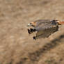 Hawk over cutcorn