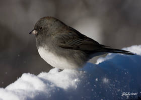 Junco and snow