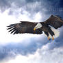 Eagle USMC