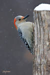Red bellied Woodpecker in snow by DGAnder