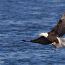 Eagle with fish IIII