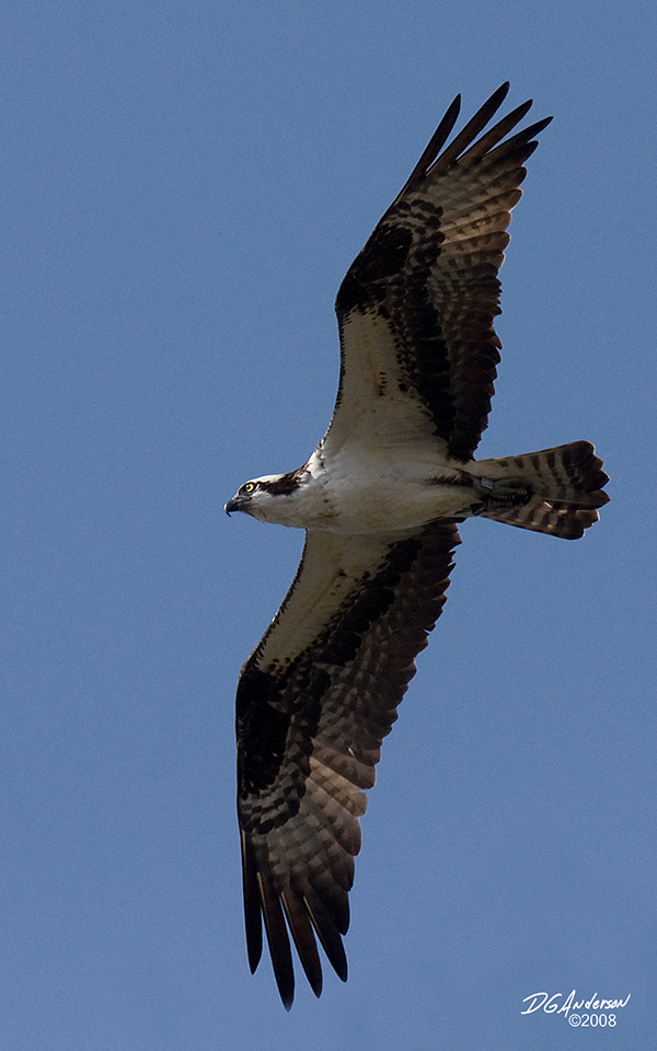 Osprey banded