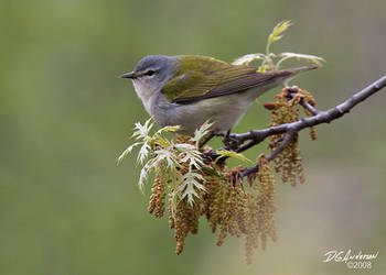 Mourning Warbler