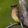 Cedar Waxwing quarry hill