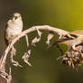 Finches on sunflower