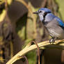 Blue Jay on sunflower