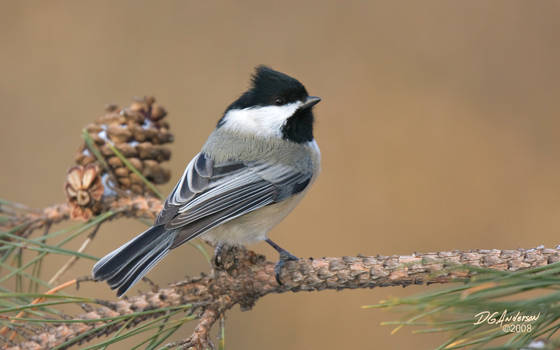 Chicadee and cone