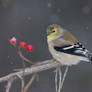 Goldfinch winter I