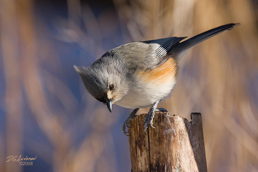 Tufted titmouse I