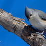 Tufted titmouse II