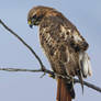 Redtail study