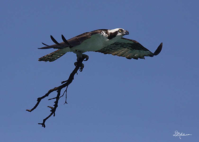 Osprey building material