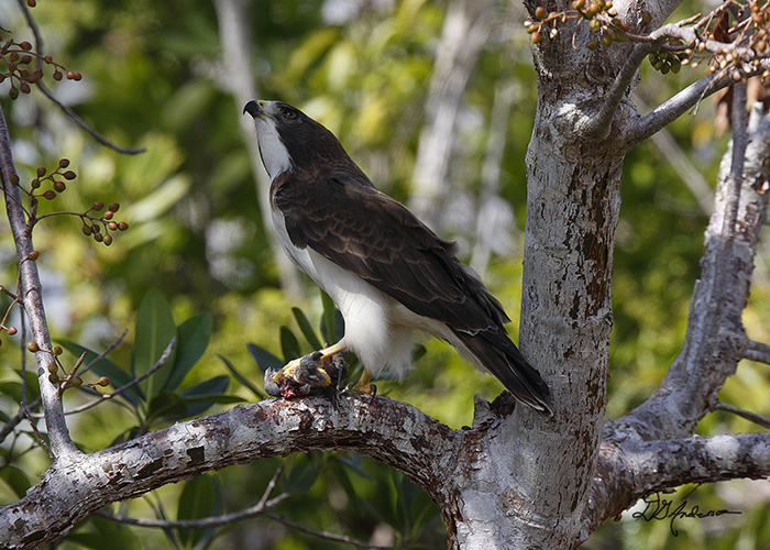 Hawk with lunch