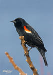 RW Black bird posing by DGAnder