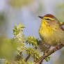 Palm Warbler environmental