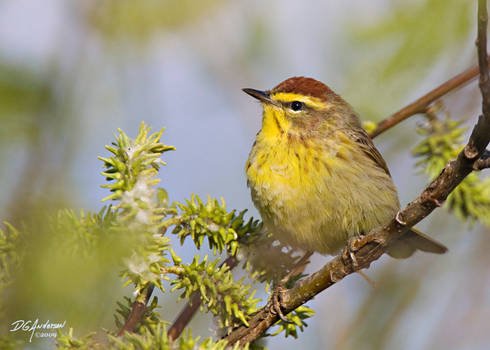 Palm Warbler environmental