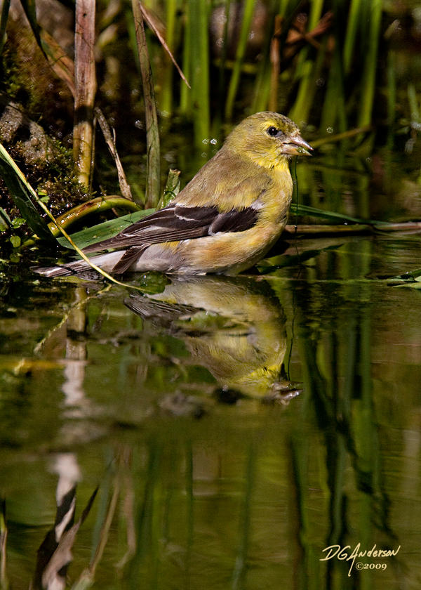 A wading goldfinch