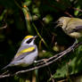 Golden-winged Warbler