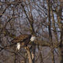 Redtail flyby1