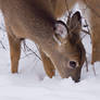 Doe in snow