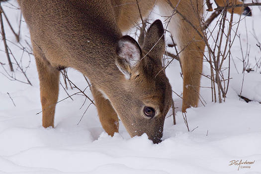 Doe in snow