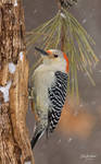 Red bellied Wood pecker fem by DGAnder