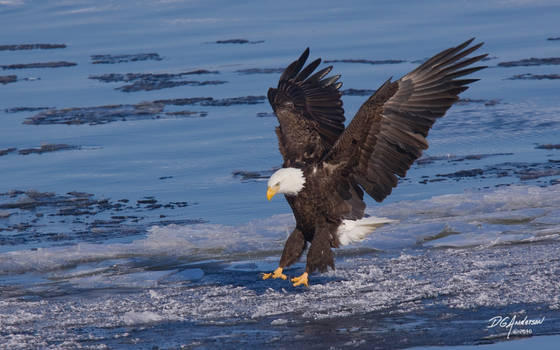 Eagle ice landing