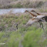 sandhill cranes a pair