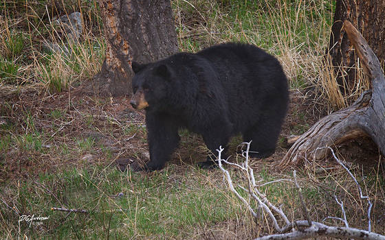 Black bear yellowstone