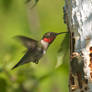 Hummer on birch