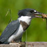 King fisher with frog