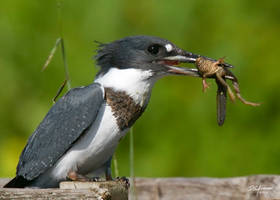 King fisher with frog