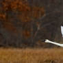 Tundra Swan against woods