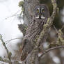 Camo Great Grey Owl