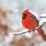 Red and white