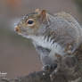 Nuts to you... gray squirrel