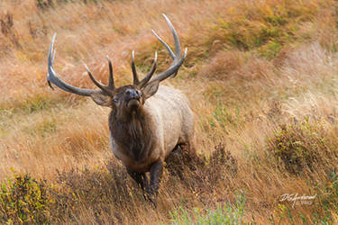 Elk... on the prowl