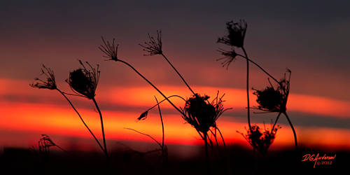 Nov-02-weeds-sunset