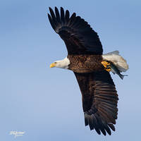 EAgle-Fish-flyby-12x12-7659-WEB
